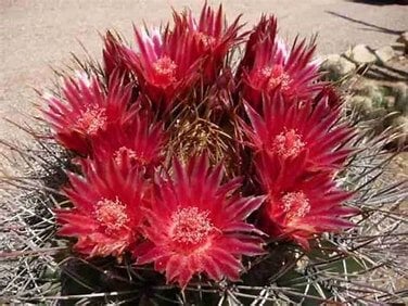 Cactus Ferocactus Covilley in de 35 cm pot, Ophalen of Verzenden, Minder dan 100 cm, Bloeiende kamerplant, Volle zon