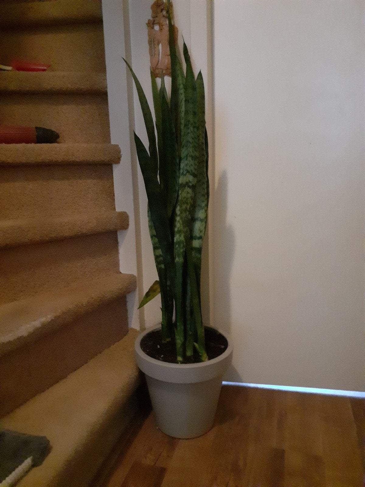 Grote Sanseveria met kunststof pot, Huis en Inrichting, Kamerplanten, Ophalen, Halfschaduw, Minder dan 100 cm