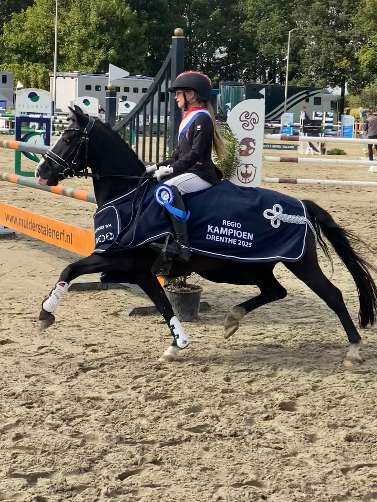 Allround B pony, M dressuur, 70 springen, top menpony!, Met stamboom, Ruin, Dressuurpony, M