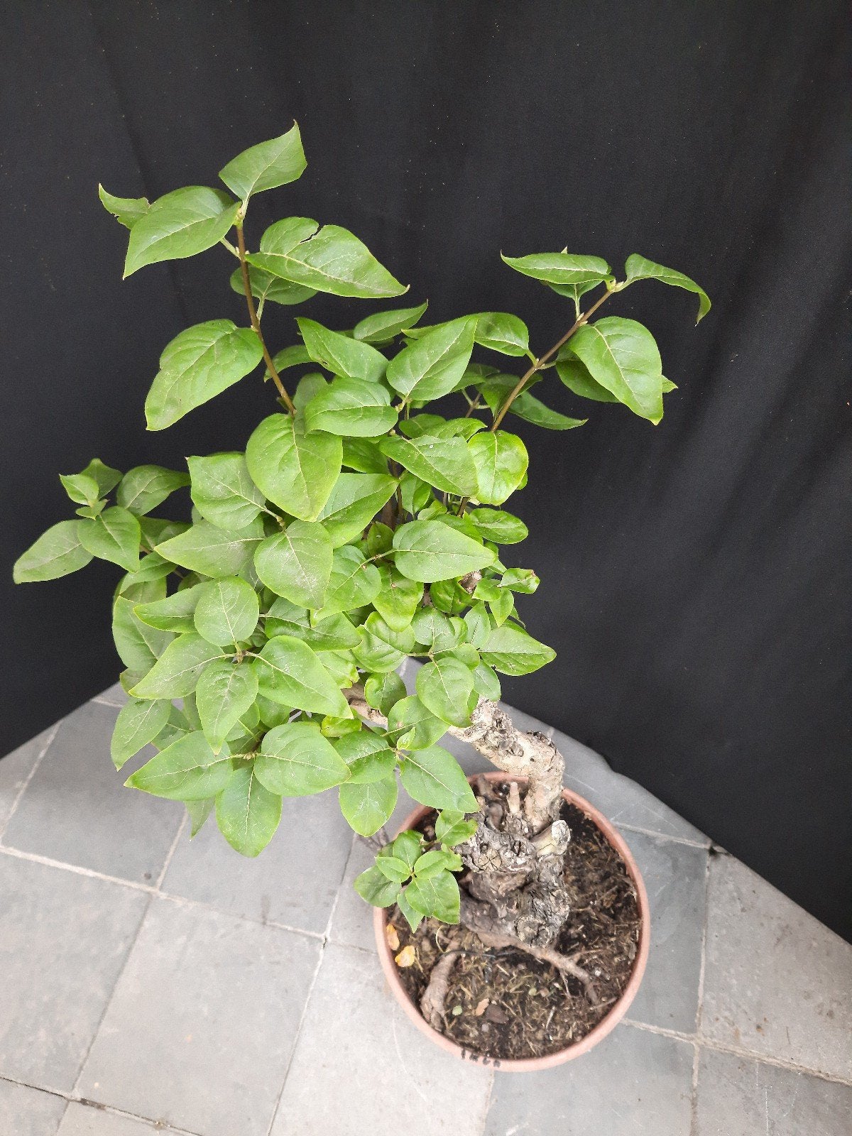 Sering, Tuin en Terras, Planten | Bomen, Ophalen, Lente, Volle zon, Overige soorten