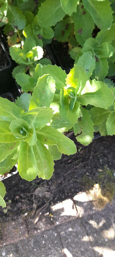 Herbstfreude- jonge plantjes, Volle zon, Vaste plant, Herfst, Ophalen