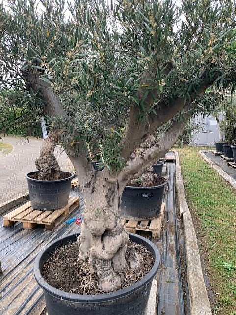 Olijfboom Pata Macro Bonsai Piel Marfil, Tuin en Terras, Planten | Bomen, Lente, 100 tot 250 cm, Olijfboom, Ophalen