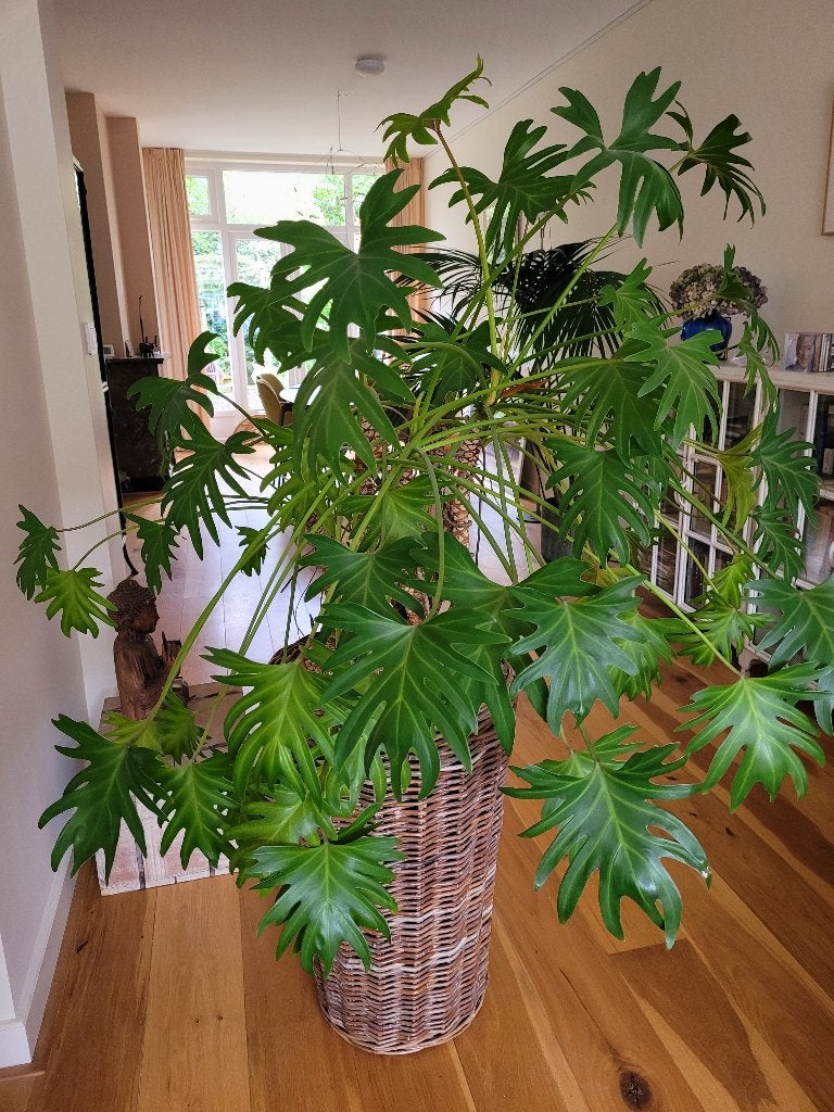 Prachtige Philodendron Xanadu in rotan drypot, Huis en Inrichting, Kamerplanten, Ophalen, Overige soorten, Halfschaduw, In pot