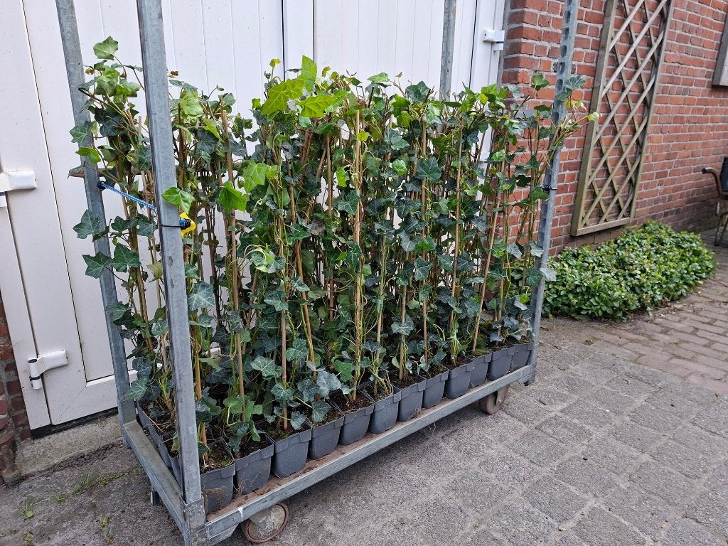 Mooie Hedera Hibernica (Klimop) in pot!, Ophalen, Overige soorten, 100 tot 250 cm