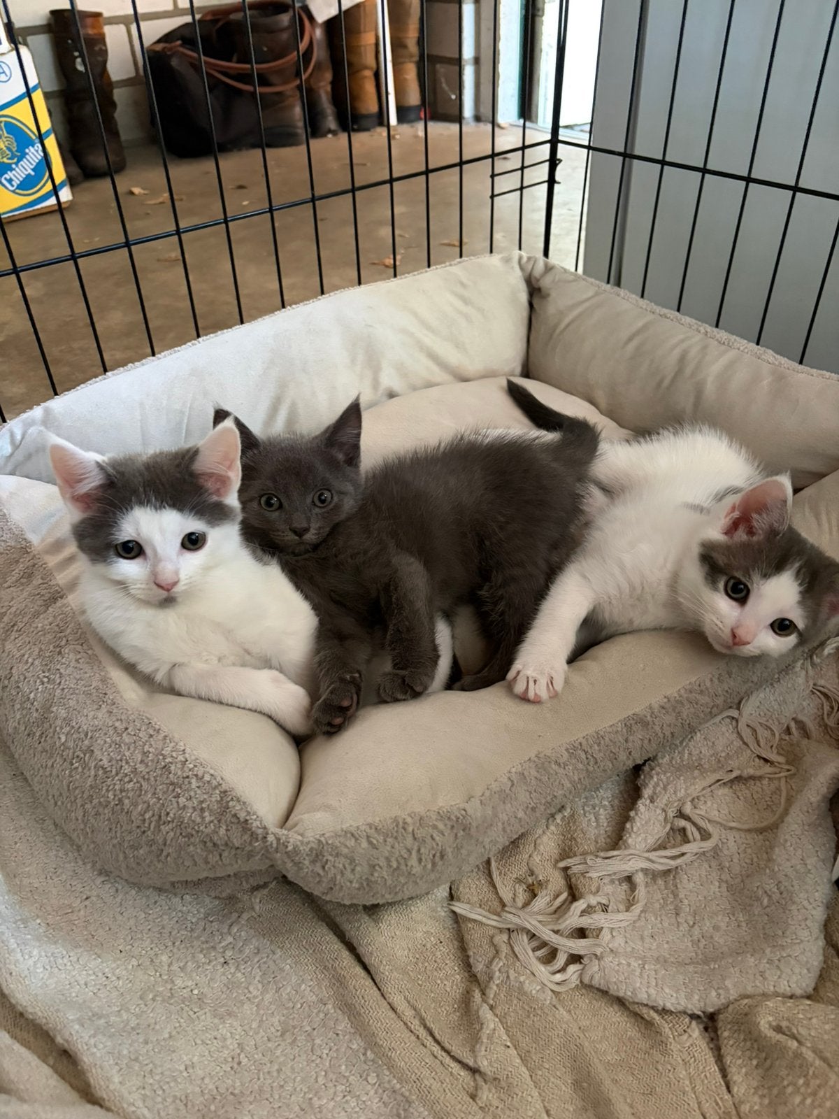 Kittens