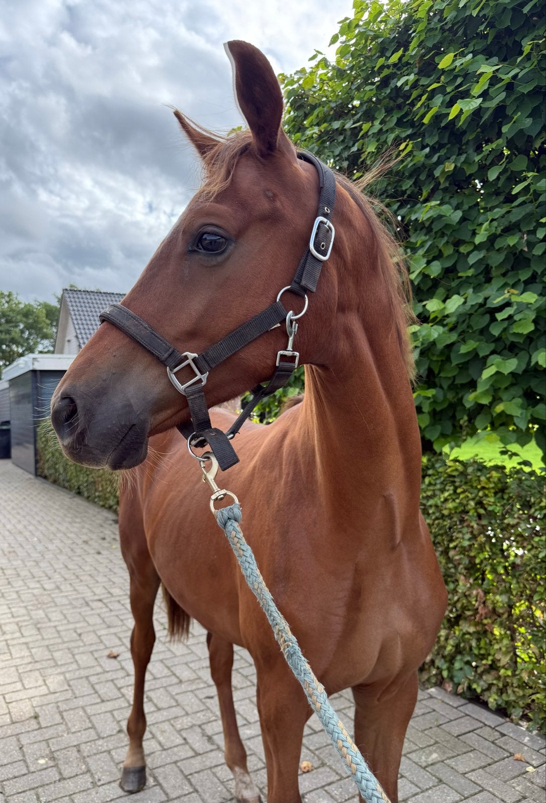 Jaarling van MC Laren, Ruin, Niet van toepassing, Dressuurpaard, Met stamboom