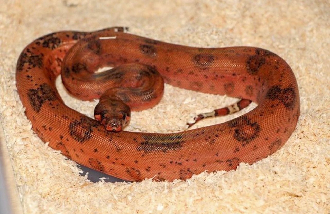 Boa Constrictor. Hypo Leopard Het. Albino, Dieren en Toebehoren, Slang, 0 tot 2 jaar