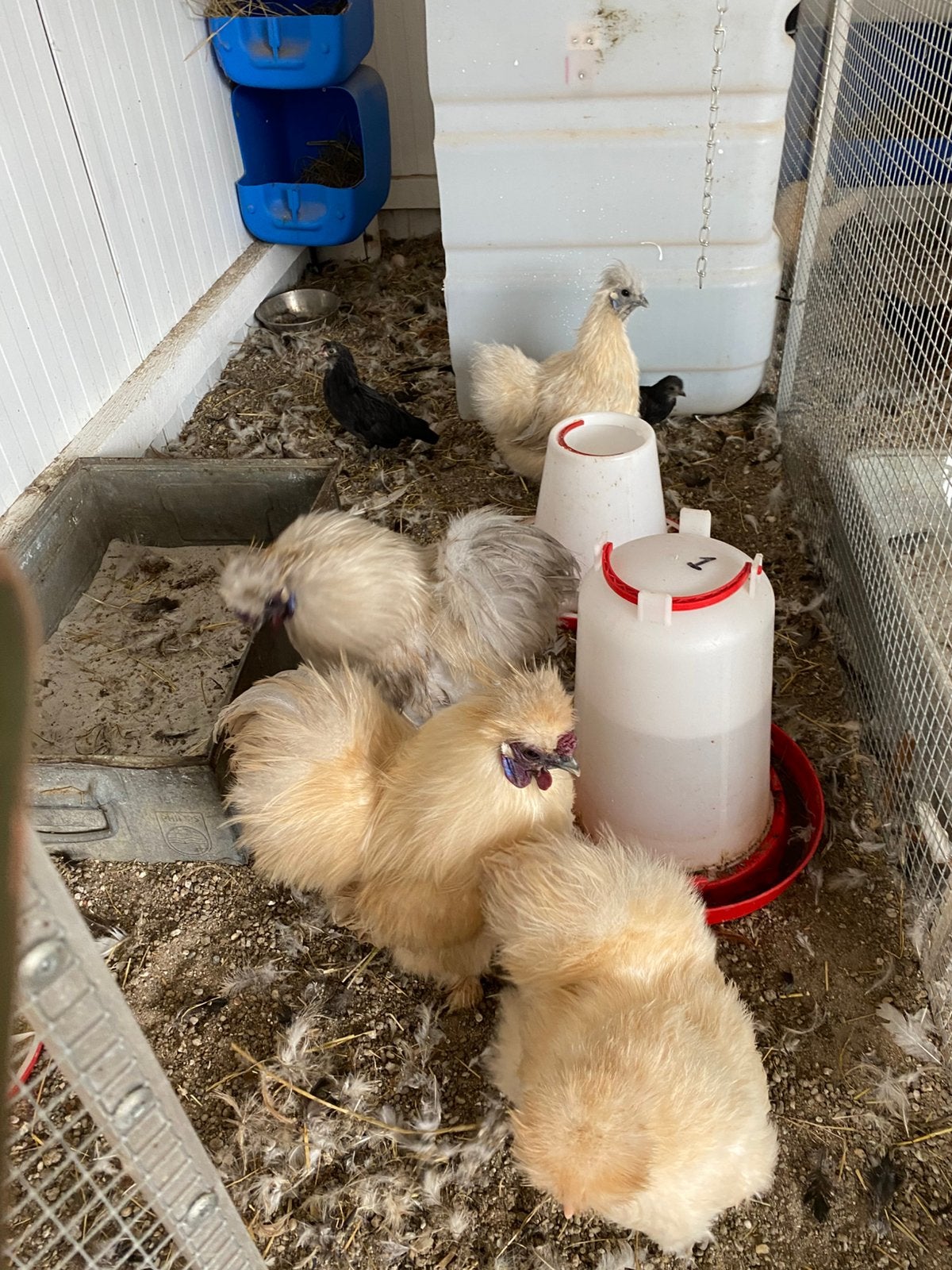 Zijdehoen koppel met 2 kuikens, Dieren en Toebehoren, Pluimvee, Meerdere dieren, Kip