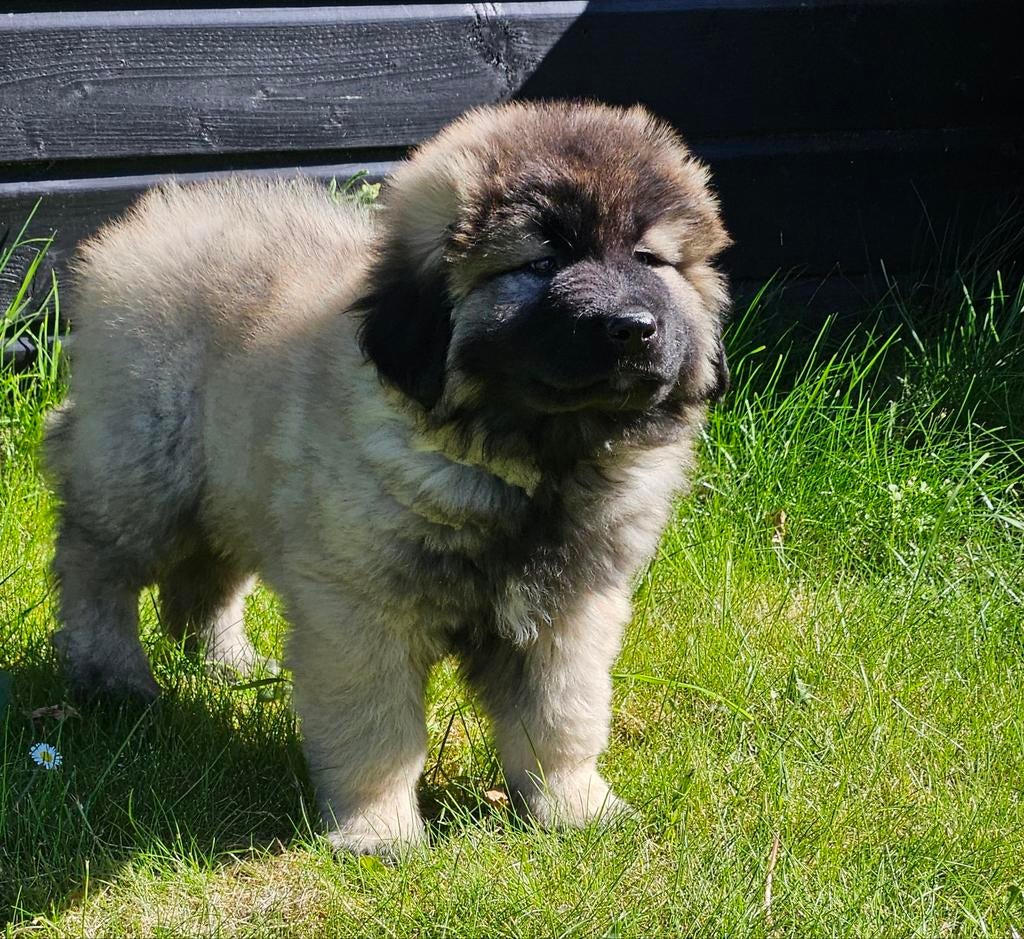 Schitterende KAUKASISCHE OWCHARKA / herder  pups, Parvo, Nederland, Overige rassen, 8 tot 15 weken