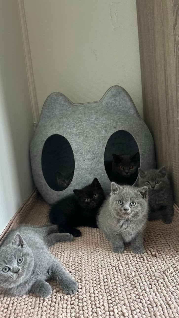 Britse korthaar kittens, Dieren en Toebehoren, Katten en Kittens | Raskatten | Korthaar, Meerdere dieren