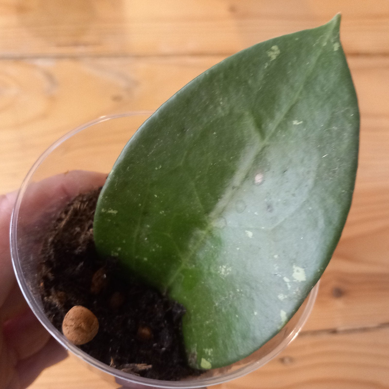 hoya pottsii splash stek nr 11, Huis en Inrichting, Ophalen of Verzenden, Halfschaduw, Minder dan 100 cm
