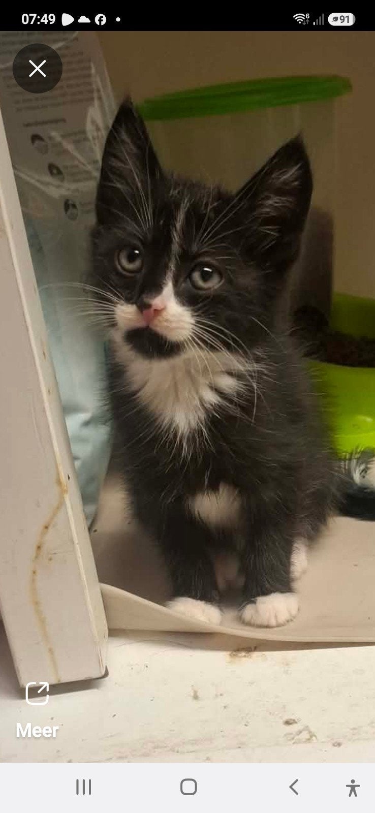 Kittens, Dieren en Toebehoren, Meerdere dieren