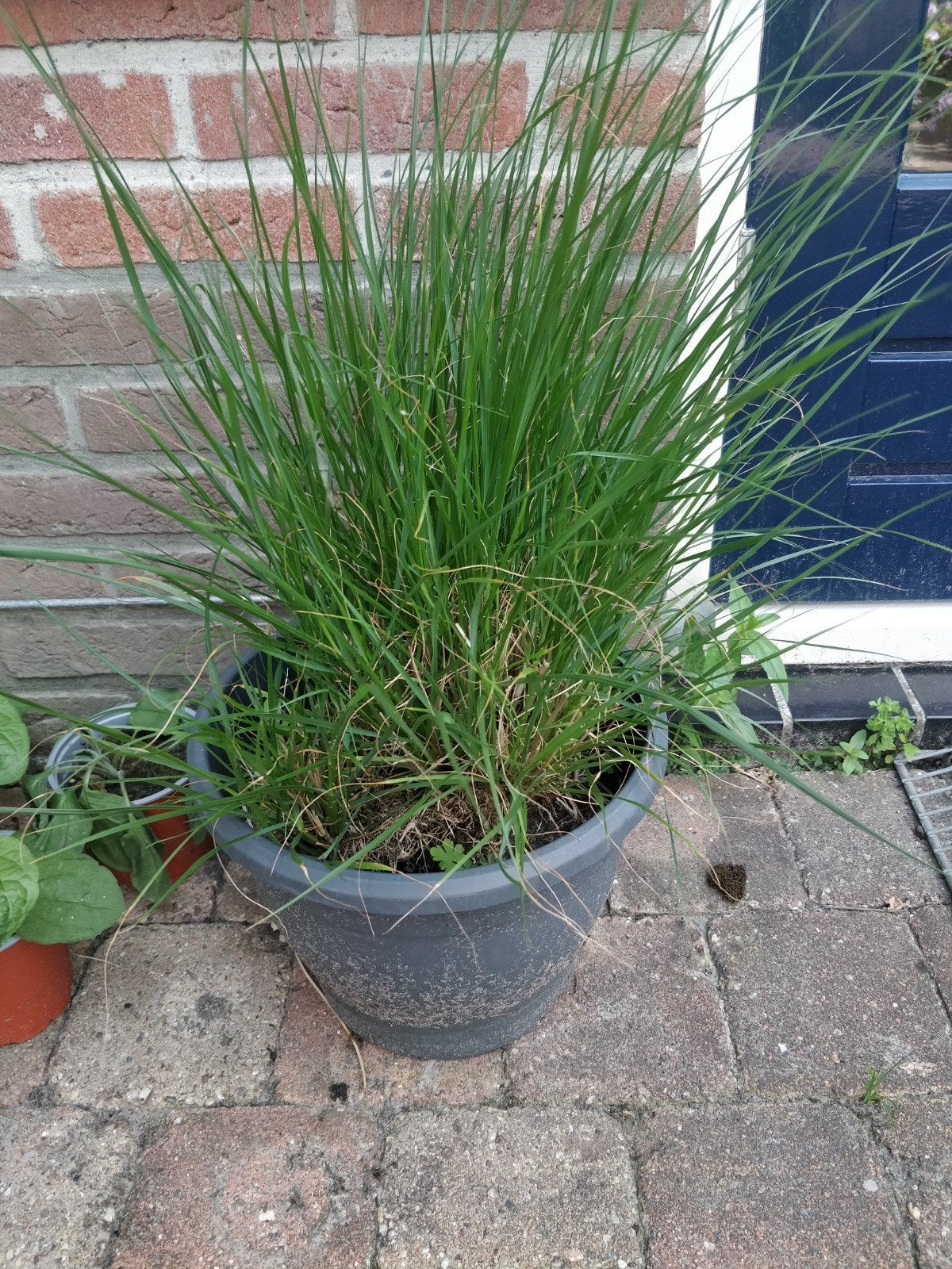Siergras voor tuin of vijverrand (Kloosterveen), Tuin en Terras, Planten | Tuinplanten, Ophalen, Siergrassen, Volle zon