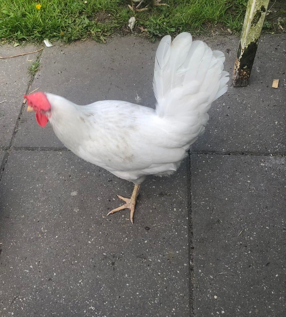 Leghorn kippen, Dieren en Toebehoren, Pluimvee, Vrouwelijk, Kip
