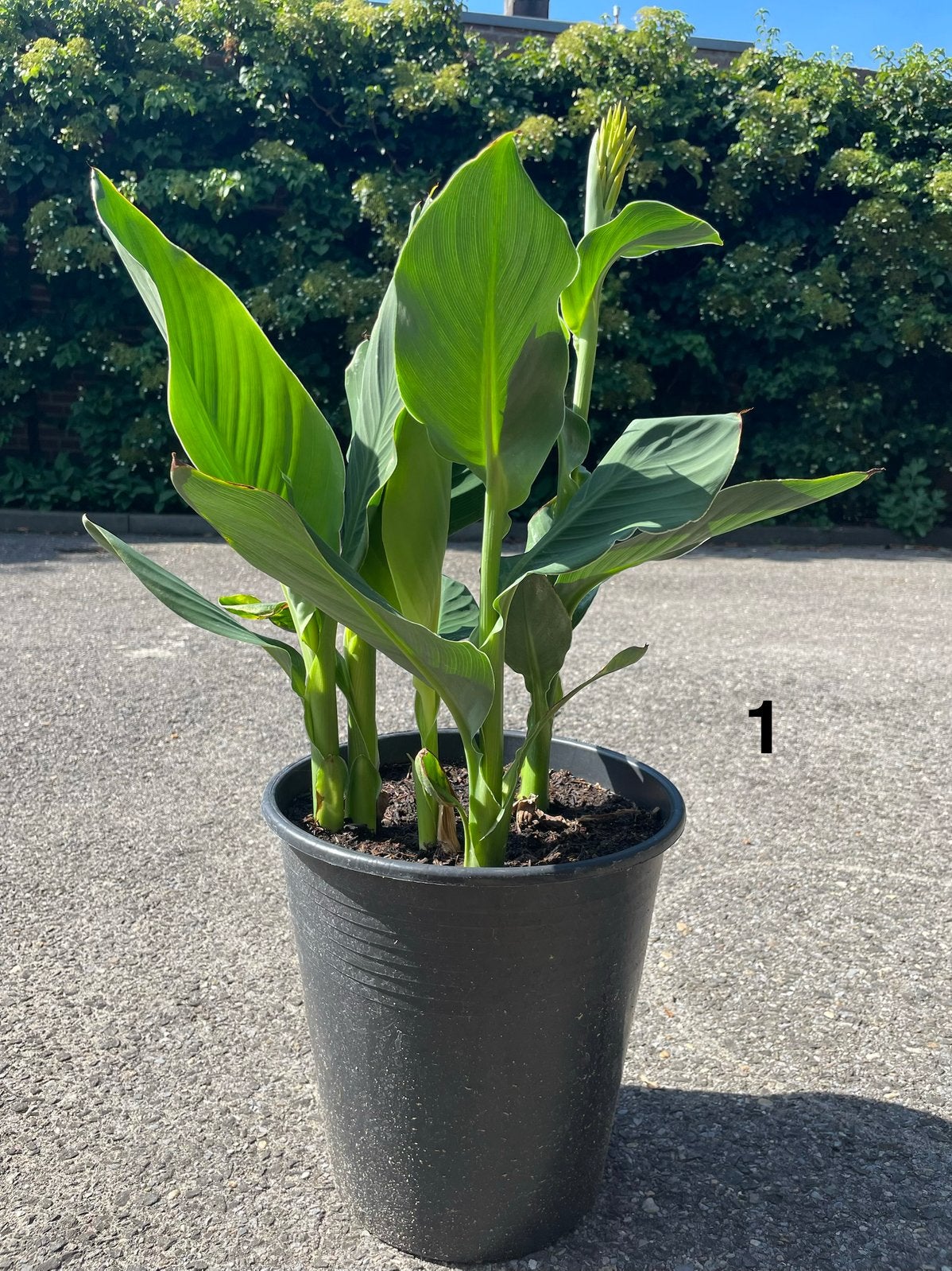 Canna Planten Kopen voor je Tuin | Marktplaats
