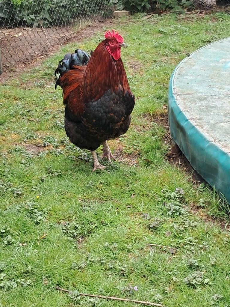 Mooie grote Haan, Dieren en Toebehoren, Pluimvee, Mannelijk, Kip
