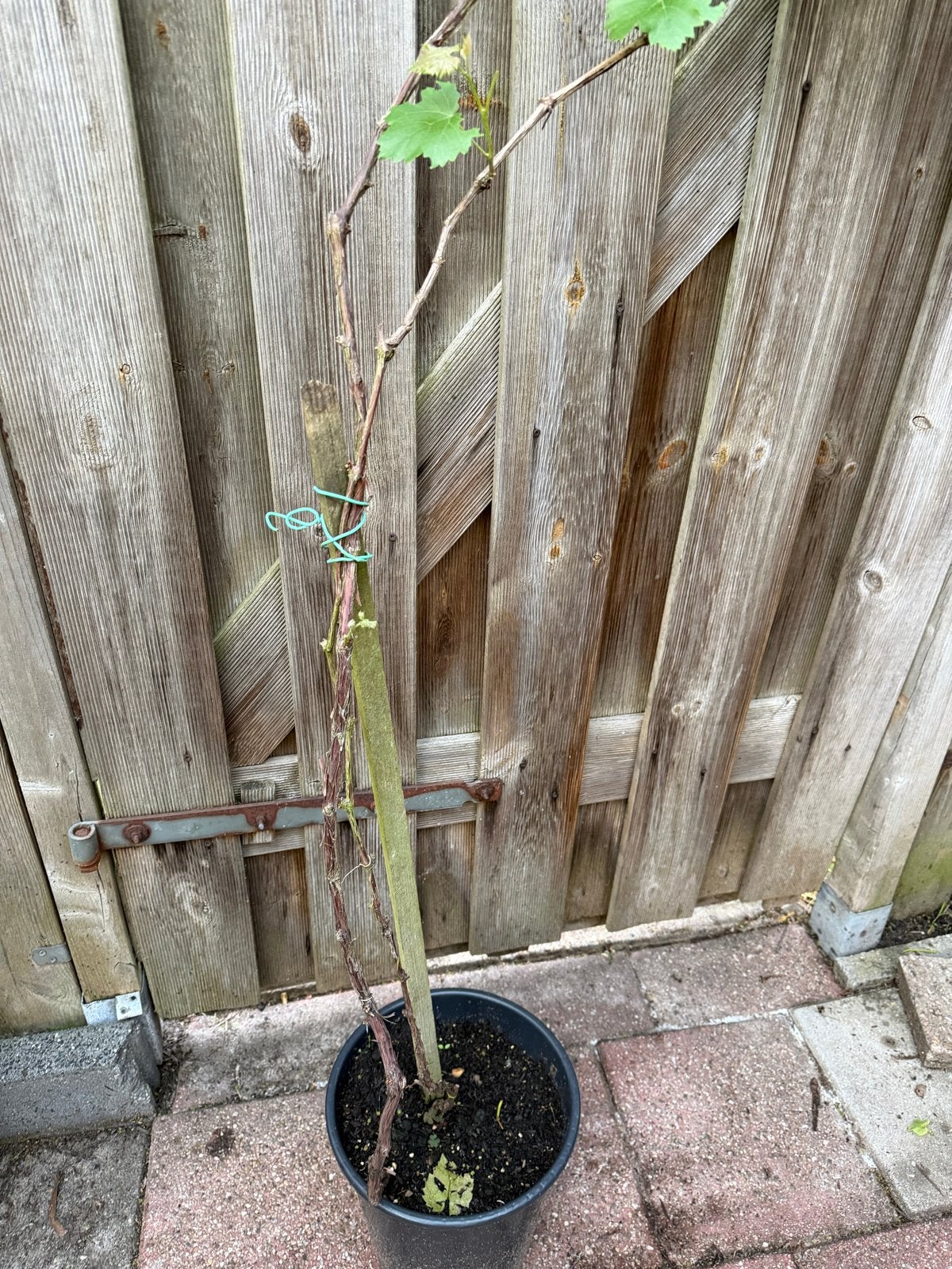 Druivenplant in pot - Vitis vinifera, Tuin en Terras, Planten | Tuinplanten, Volle zon, Vaste plant, Ophalen of Verzenden, Zomer