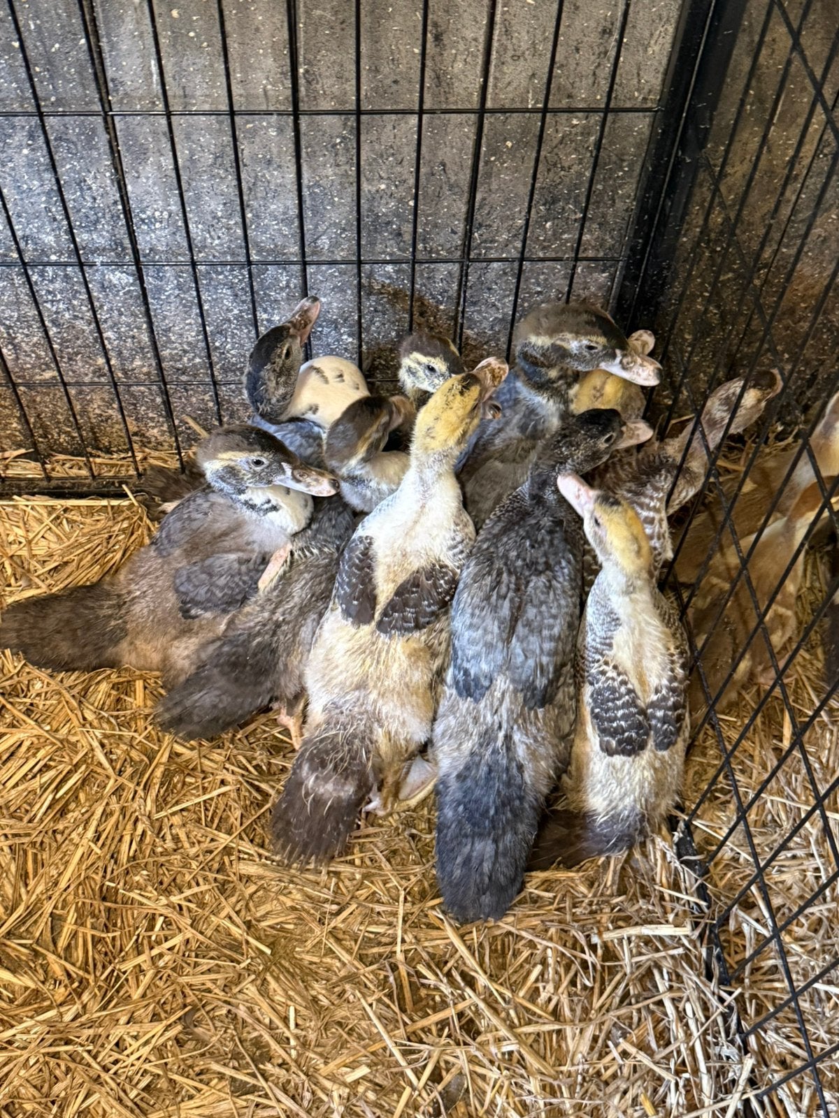 Te koop jonge kaapse eenden (muskuseenden), Meerdere dieren, Eend