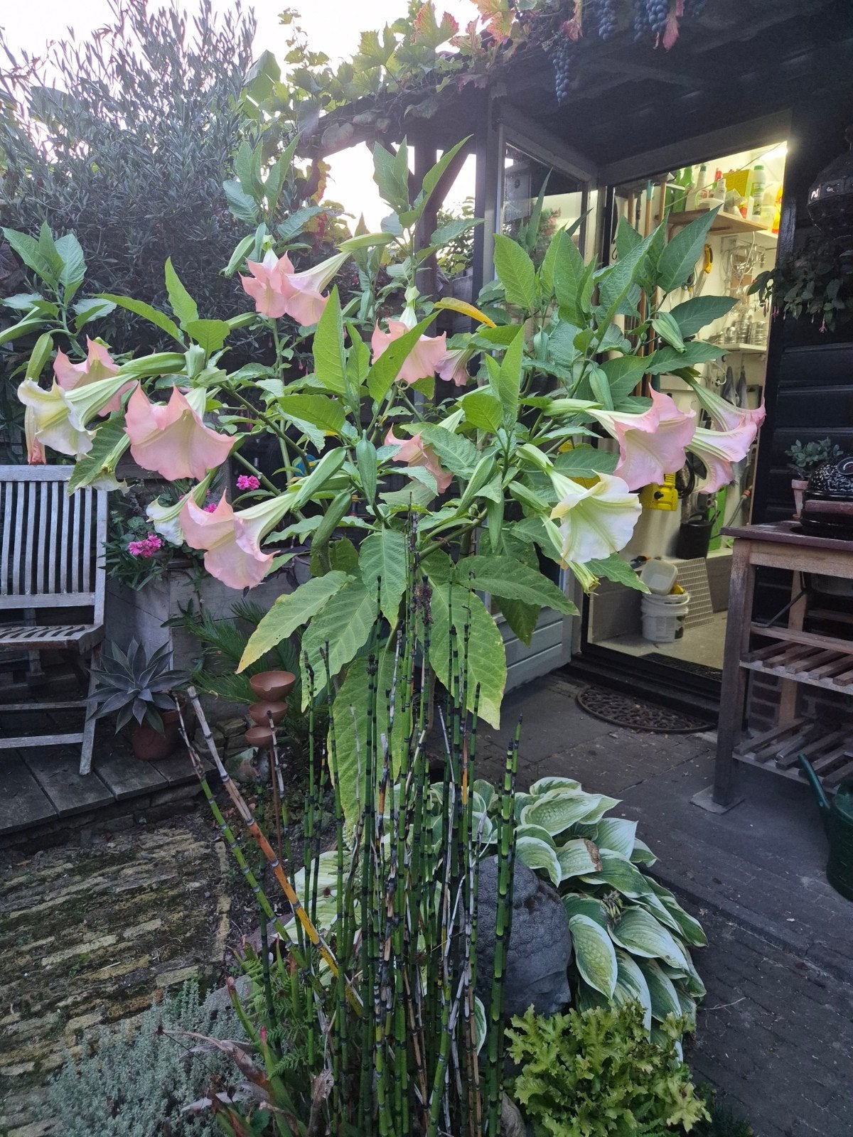 Prachtige roze Brugmansia - Engelentrompet, Tuin en Terras, Volle zon, Vaste plant, Zomer, Ophalen