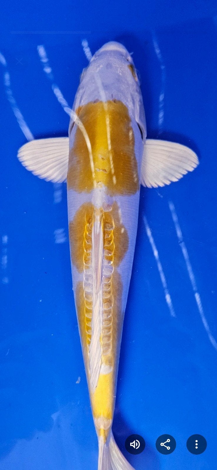 Doitsu Hariwake, Karper of Koi