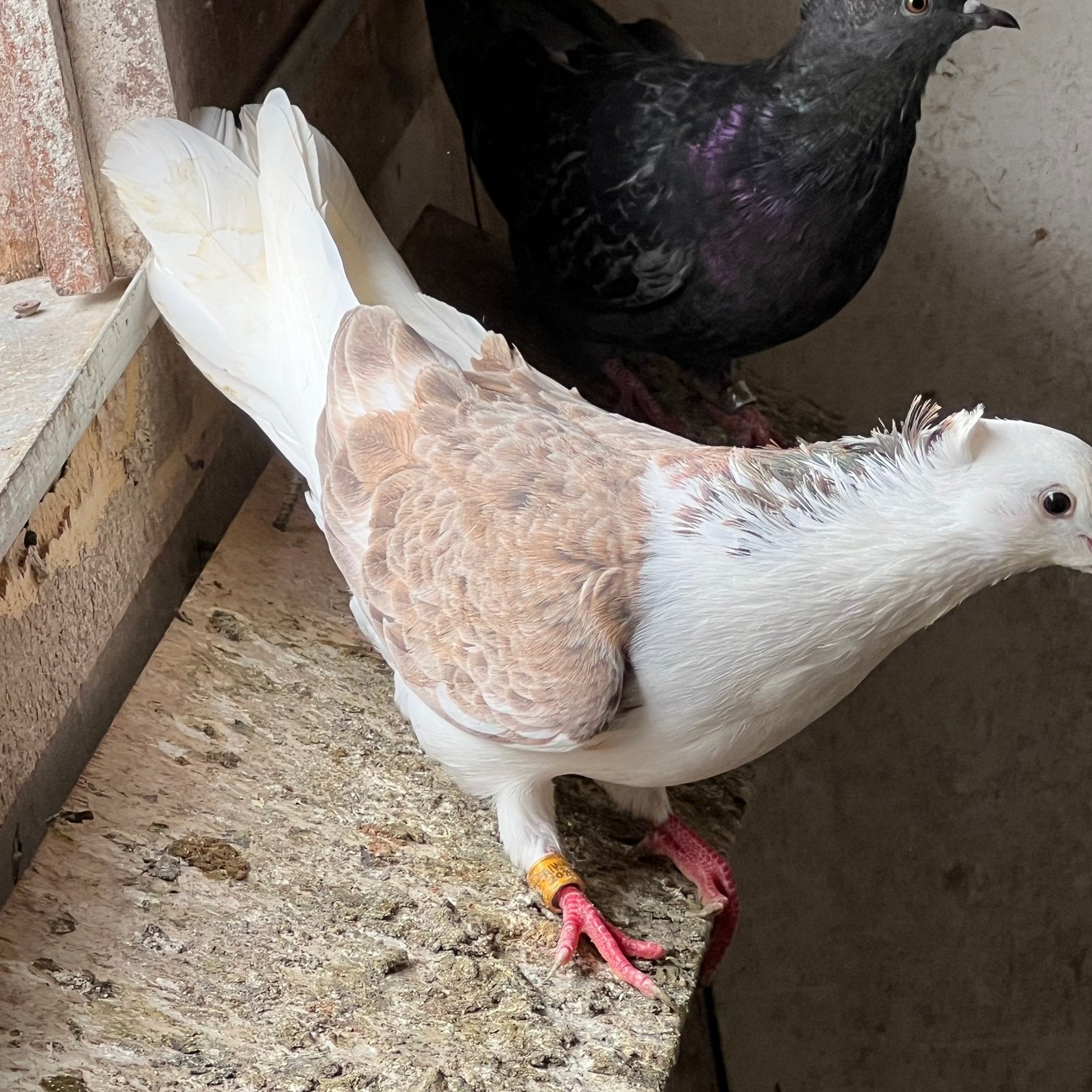 Iraanse duiven, Meerdere dieren, Postduif