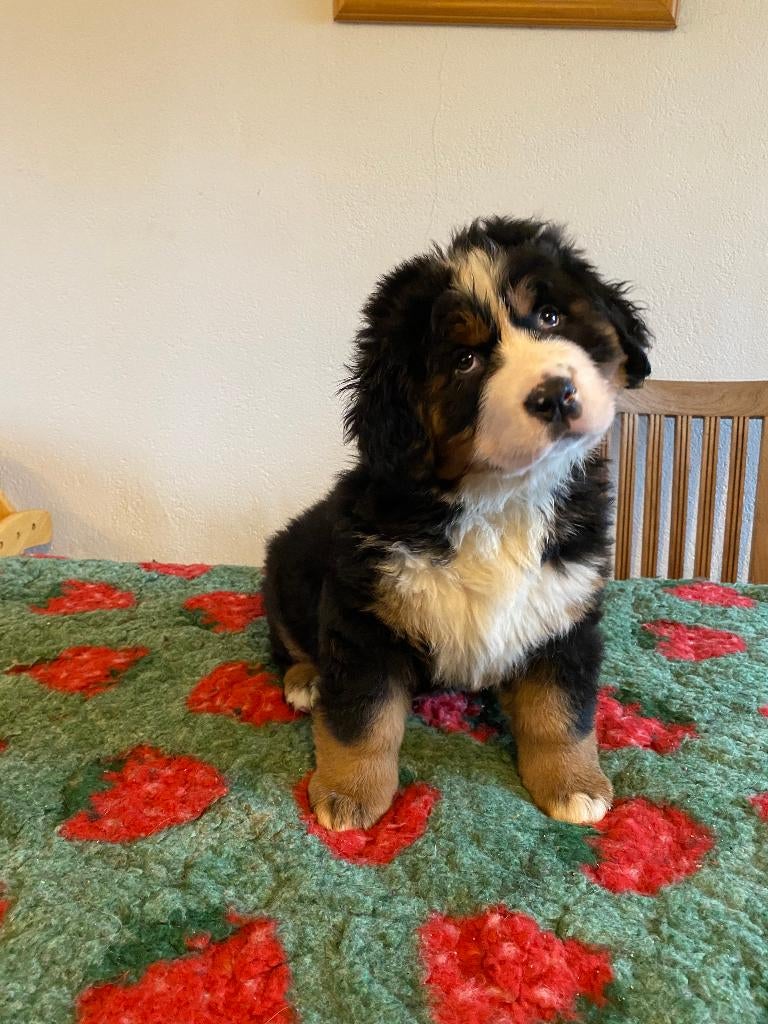 Berner Sennen pups – geboren op Koningsdag, Dieren en Toebehoren, Parvo, Meerdere, Meerdere dieren, Nederland