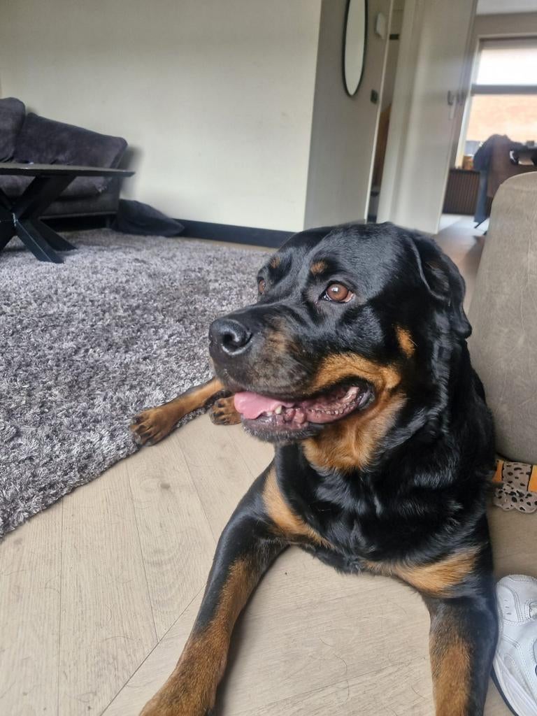 Maud zoekt baasje, Dieren en Toebehoren, Overige rassen, Teef, Parvo, Eén hond