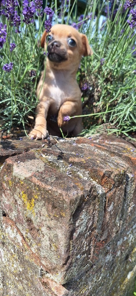 Te koop Chihuahua pups!, 8 tot 15 weken, Meerdere, Meerdere dieren, Chihuahua