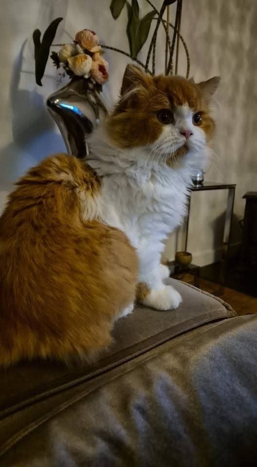 Te koop britse langhaar kittens, Meerdere dieren, Gechipt