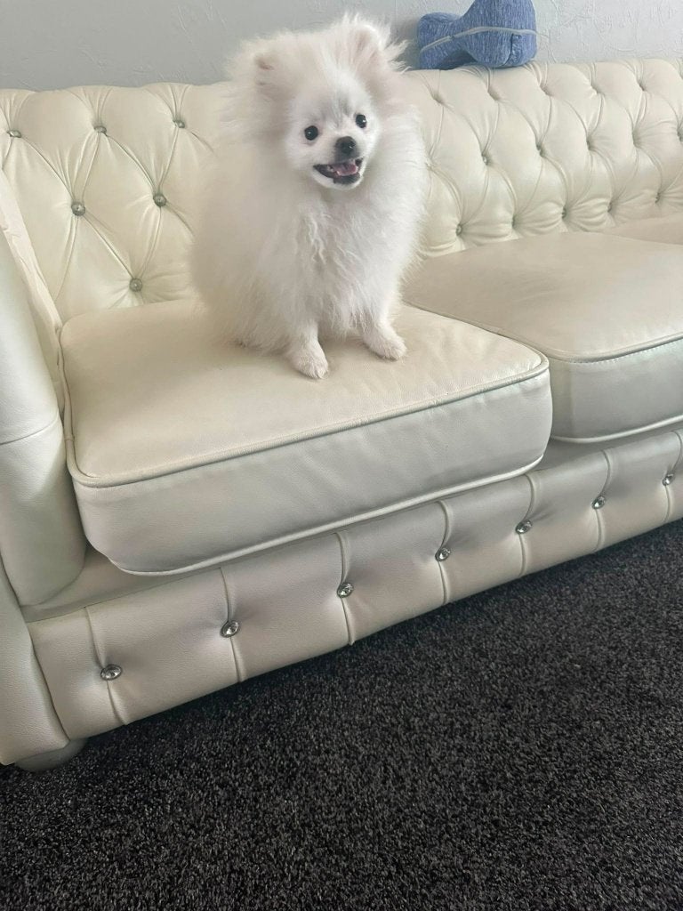 pomeriaan pups te koop., Dieren en Toebehoren, Honden | Poolhonden, Keeshonden en Oertypen, Keeshond, Meerdere, Meerdere dieren
