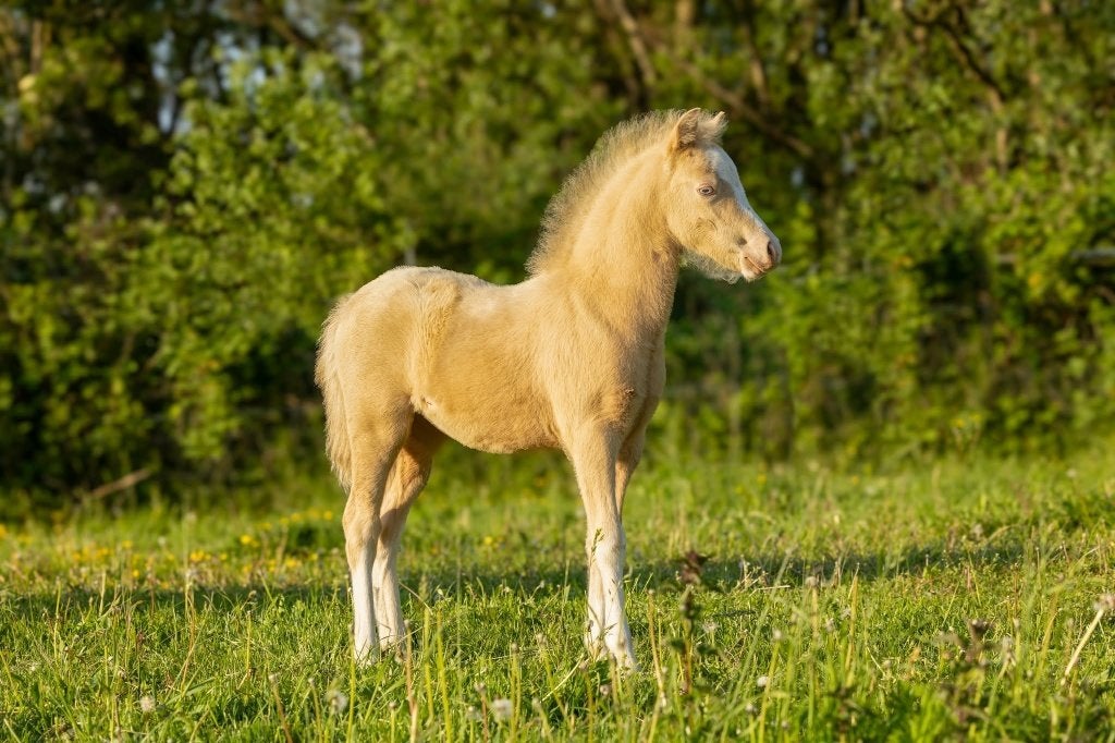 Welsh a merrie veulen, Merrie, Met stamboom, Niet van toepassing, 0 tot 2 jaar