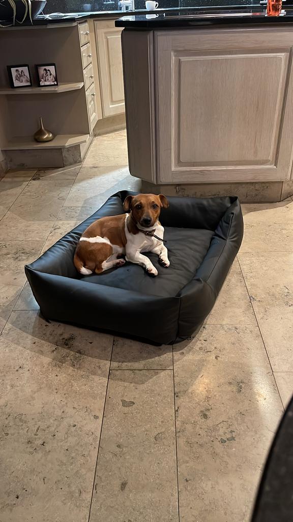 Jack russel, België, Particulier, Jack Russell Terriër, 8 tot 15 weken