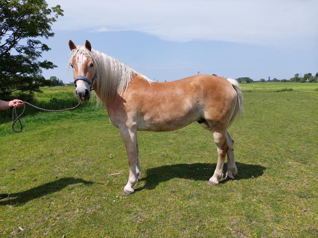 Haflinger Ruin, Minder dan 160 cm, Met stamboom, Ruin, Zadelmak