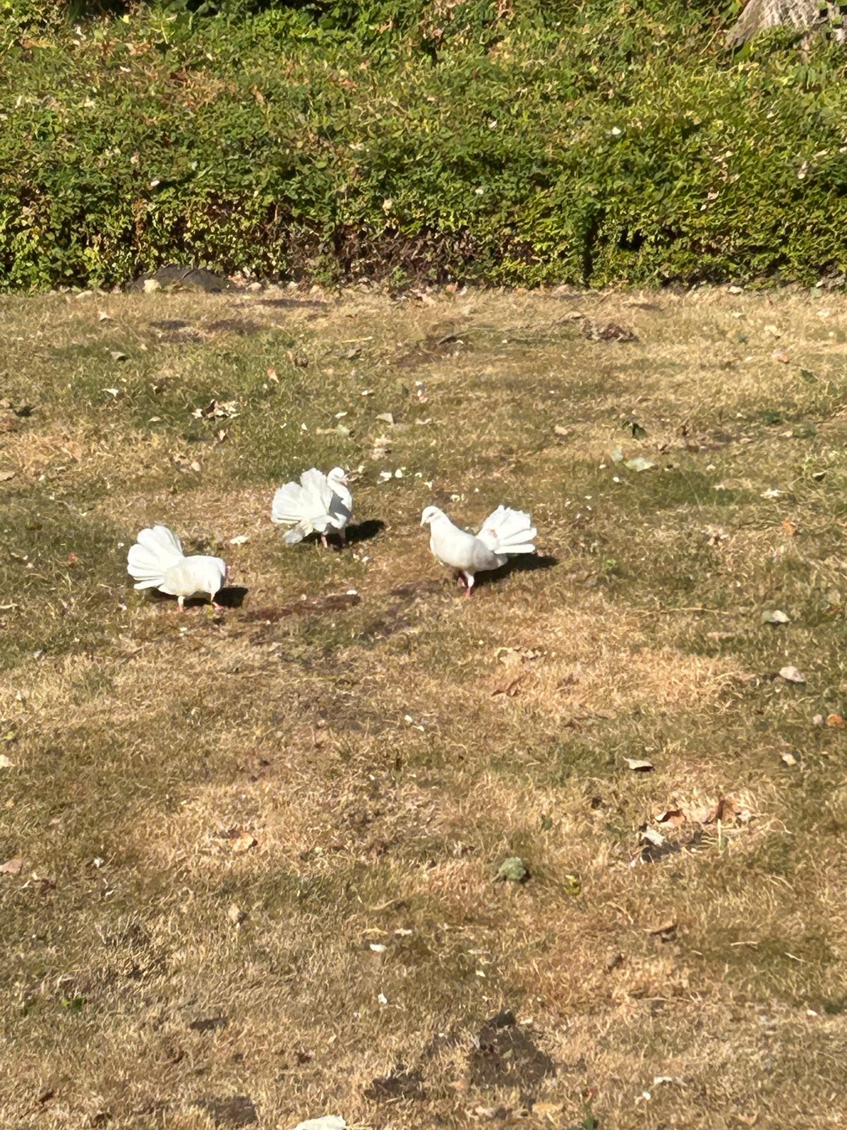 Pouw staart 2 stuks van dit jaar, Dieren en Toebehoren, Vogels | Duiven, Meerdere dieren