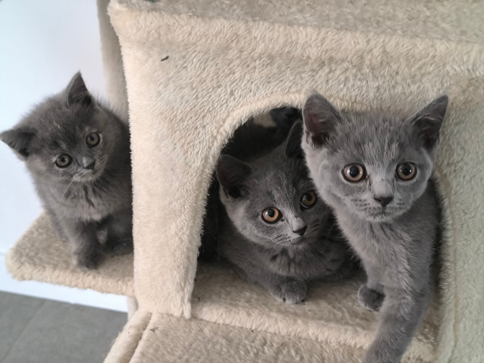 Brits Korthaar kittens, Dieren en Toebehoren
