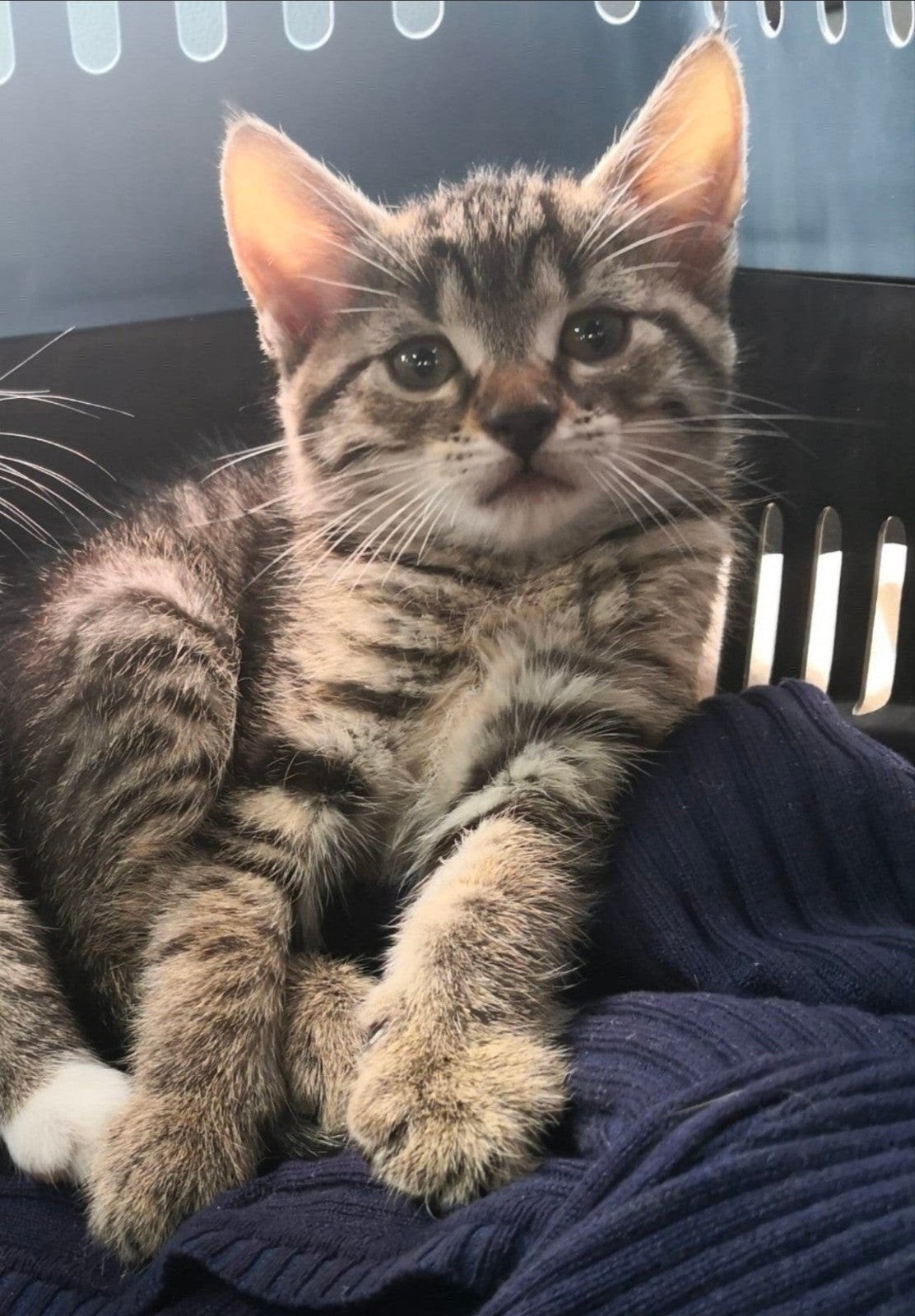 nog 2 prachtige kittens🥰❤️, Meerdere dieren, Kortharig, 0 tot 2 jaar