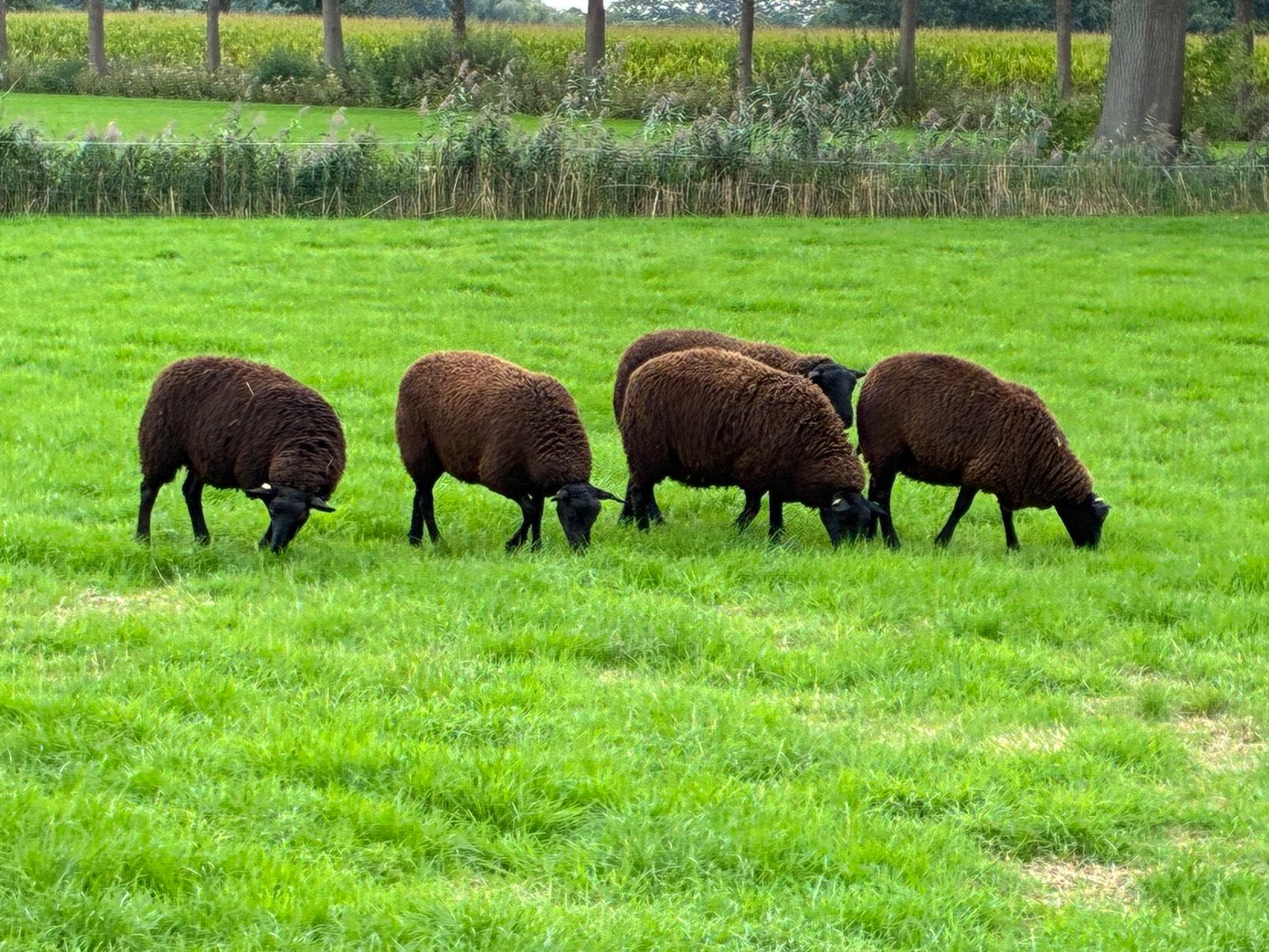 5 grote ooilammeren, Meerdere dieren, Schaap