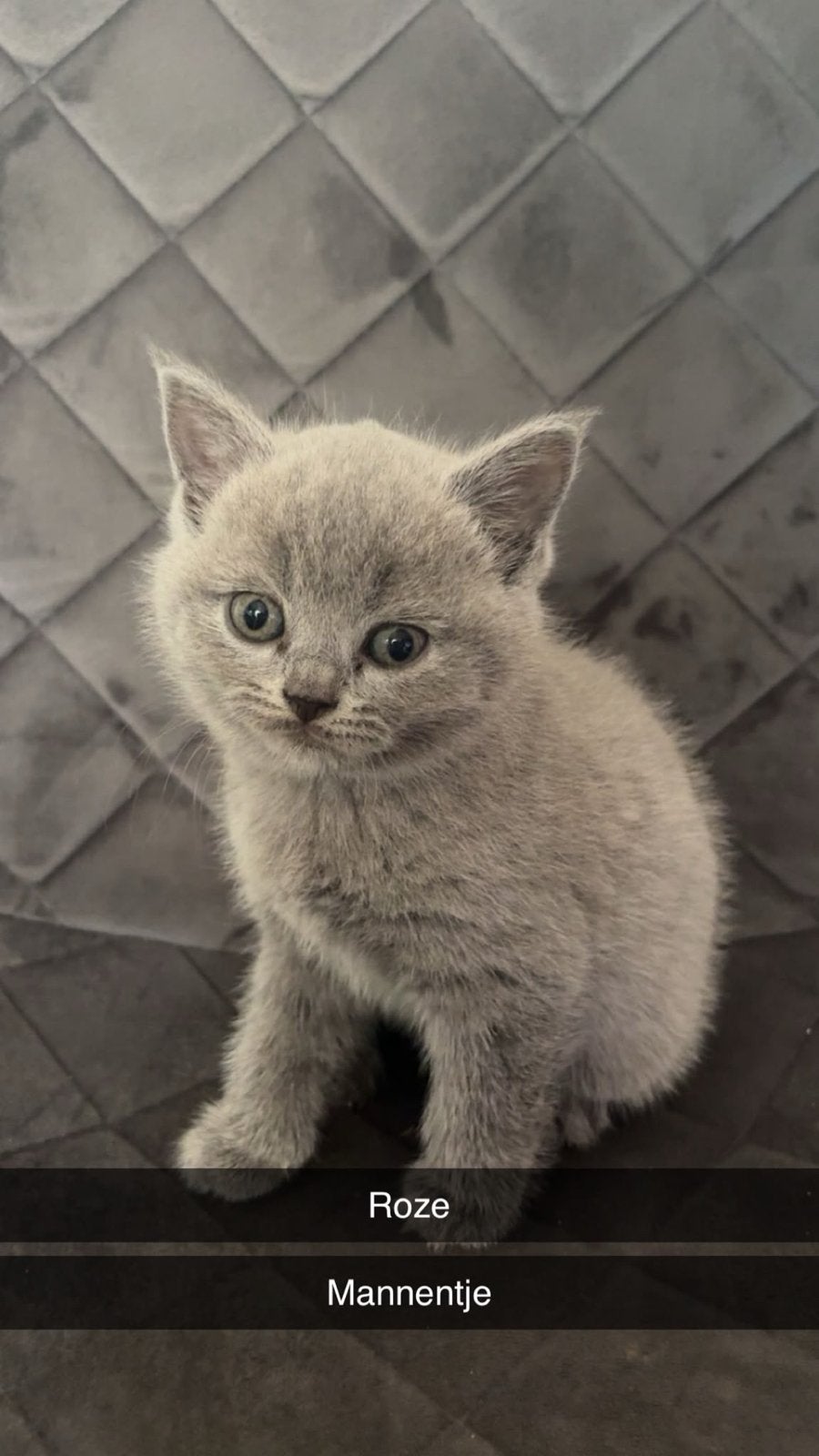 Britse korthaar kittens, Meerdere dieren, Kortharig, 0 tot 2 jaar
