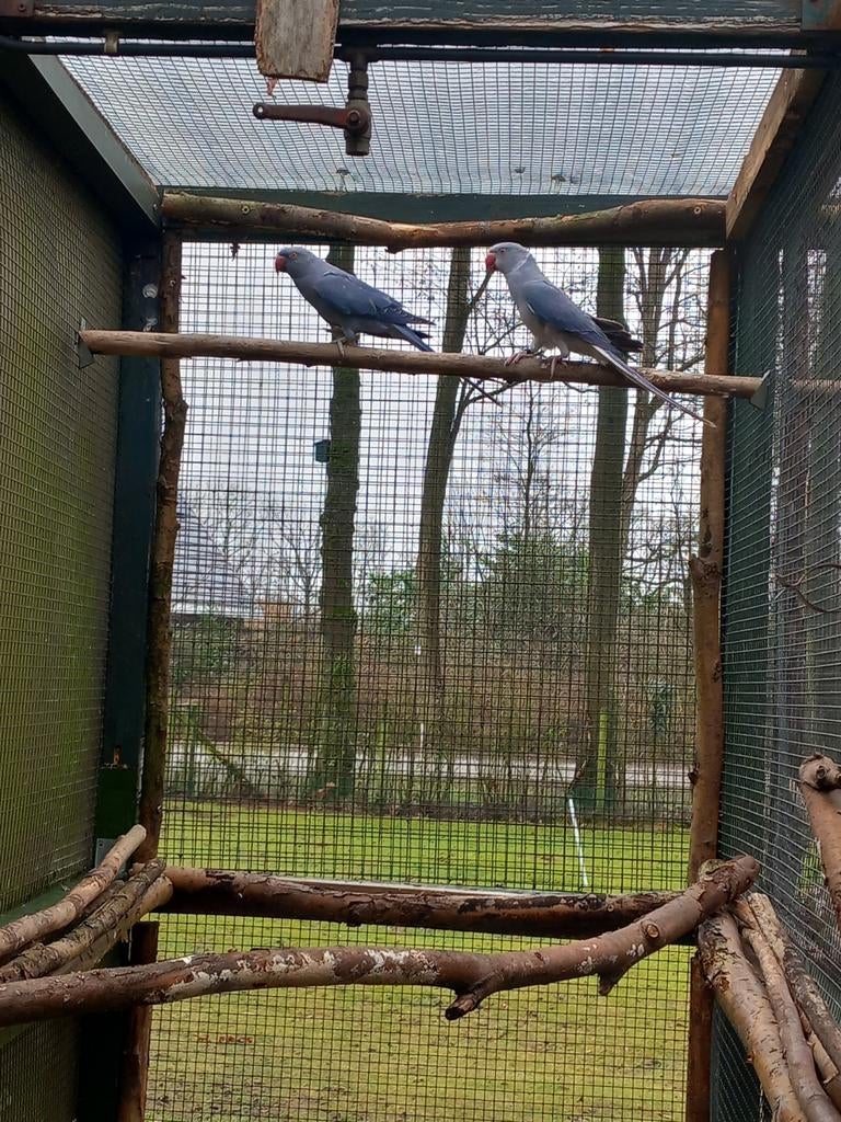 Tek:Halsband onverwant koppel 2025 met Dna, Dieren en Toebehoren, Vogels | Parkieten en Papegaaien, Meerdere dieren, Parkiet, Geringd