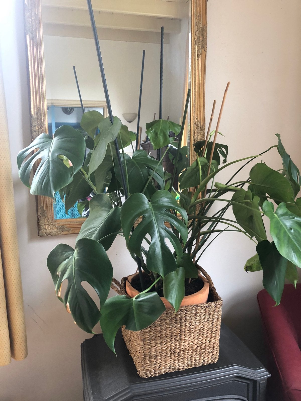 Grote vingerplant, Ophalen, 100 tot 150 cm, Overige soorten, Halfschaduw