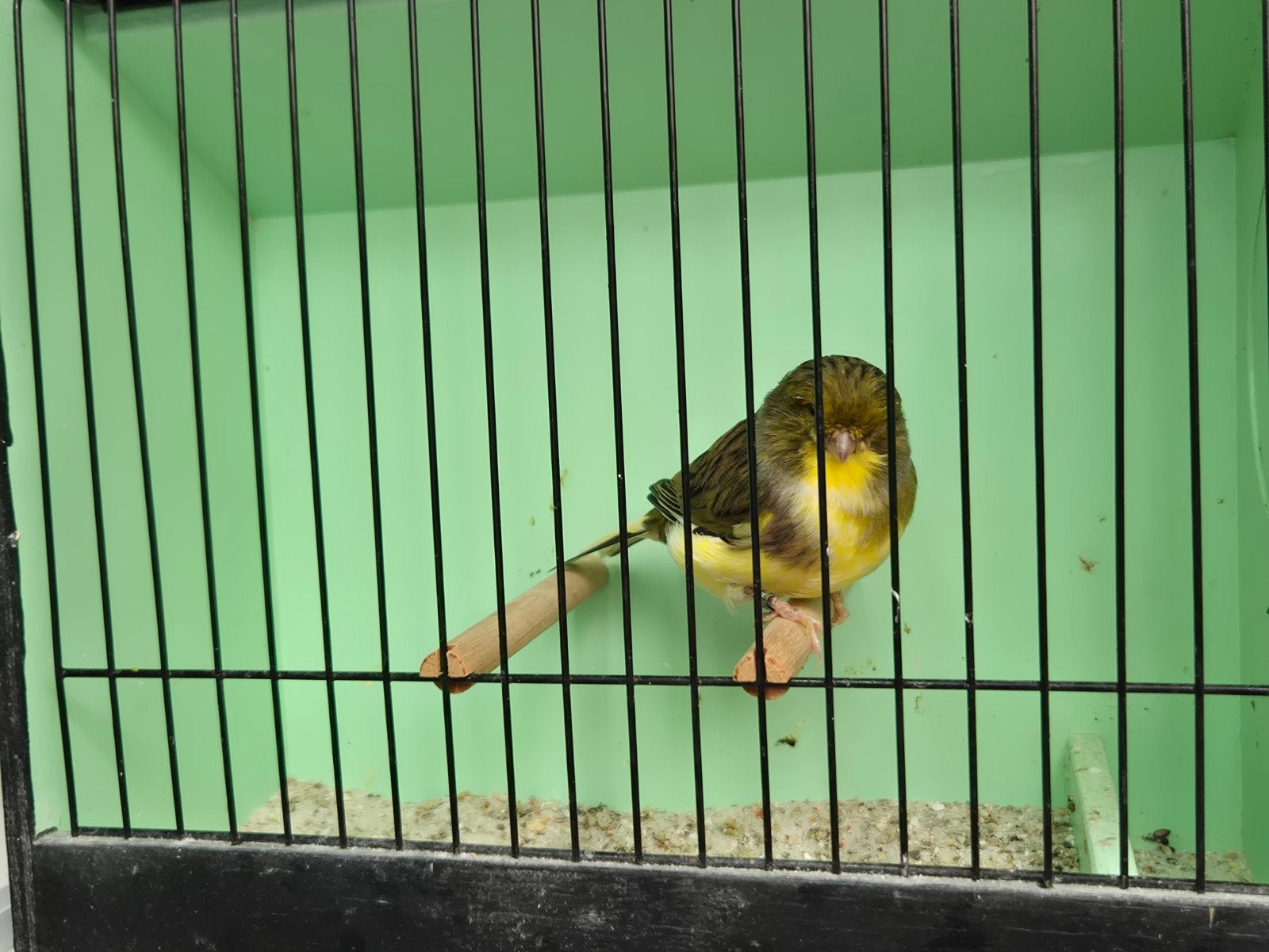 gloster kanarie, Mannelijk