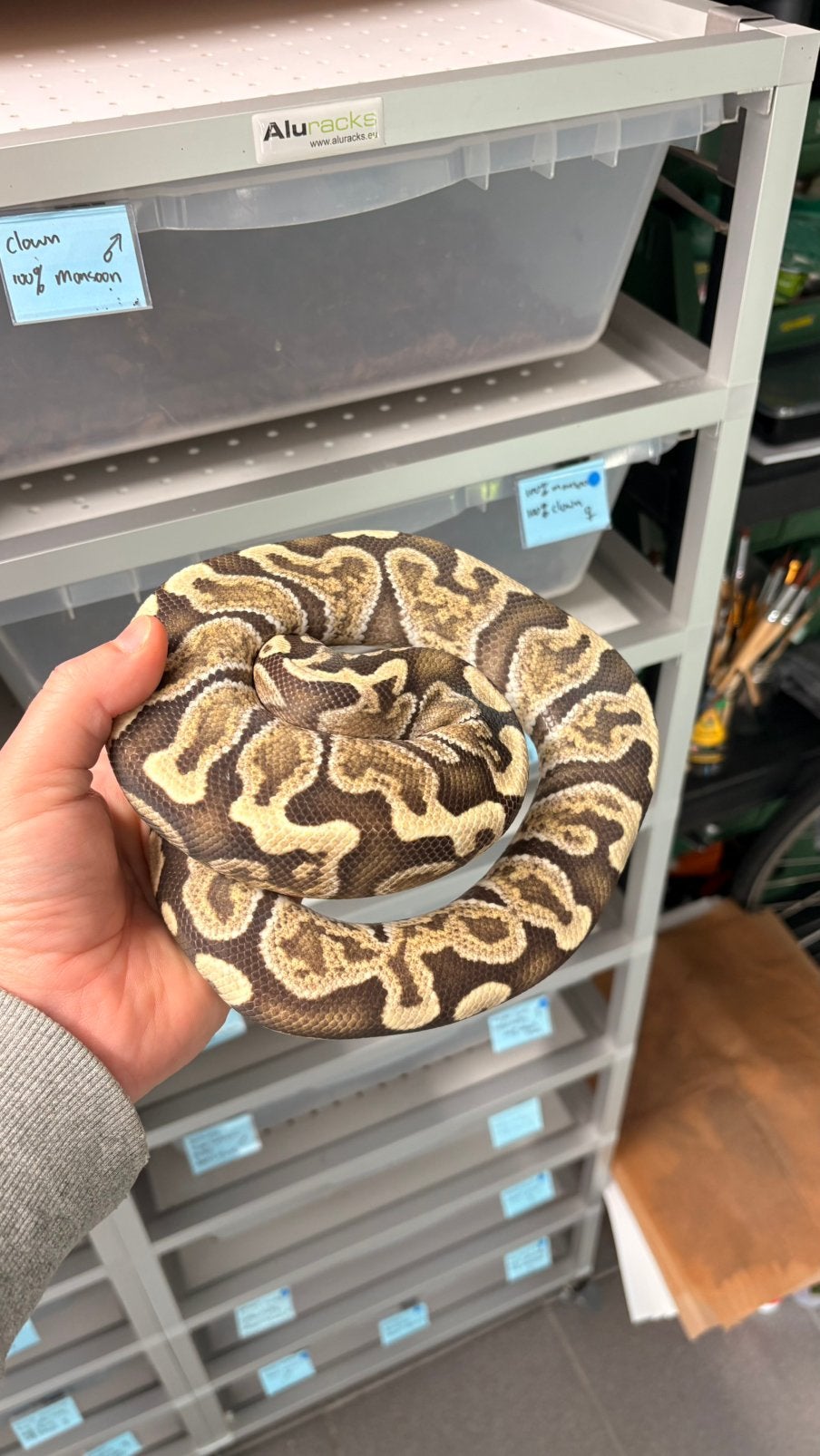 GHI desert ghost ball python Ball Python - unknown for sale from KAS
