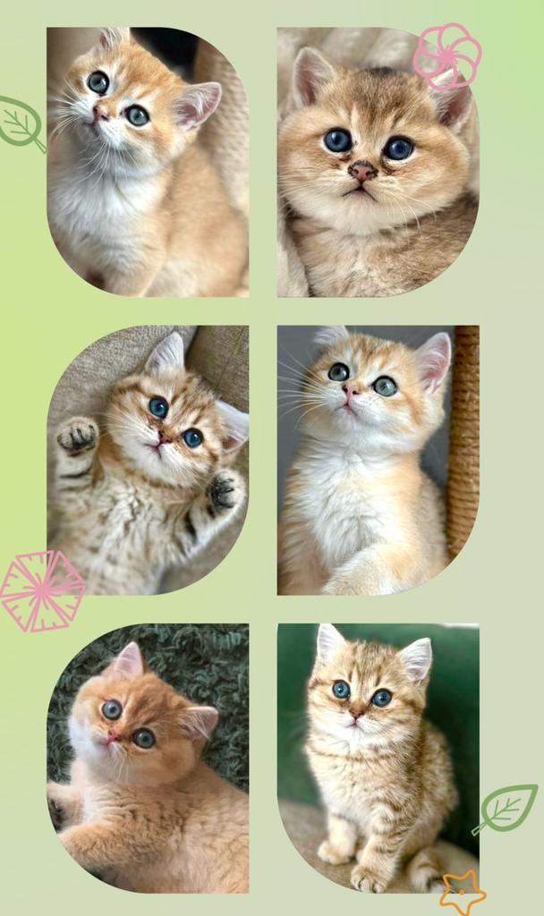Britse korthaar kittens golden shaded poes kat chinchilla, Meerdere dieren, Ontwormd
