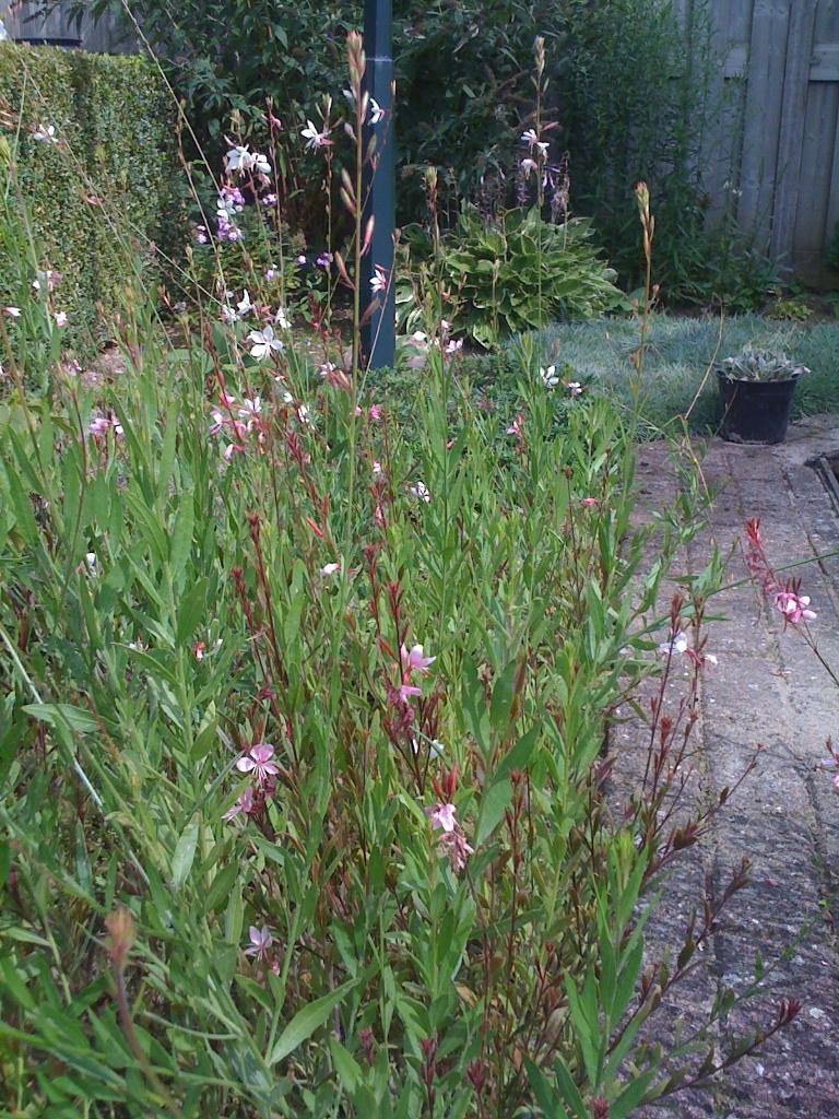 Prachtkaars, Tuin en Terras, Planten | Tuinplanten, Vaste plant, Halfschaduw, Zomer, Ophalen