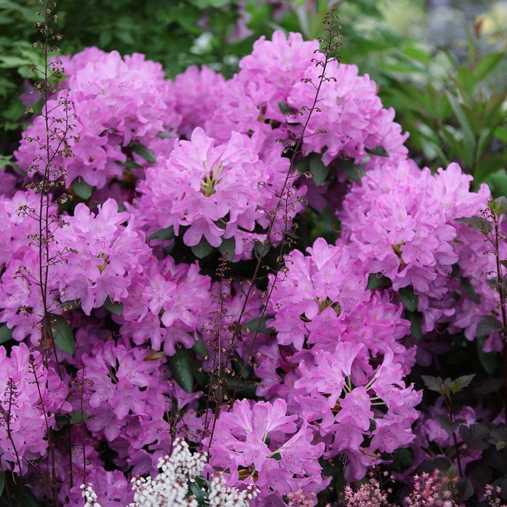 Rhododendron AANBIEDING, Ophalen, Rhododendron, Struik, 100 tot 250 cm