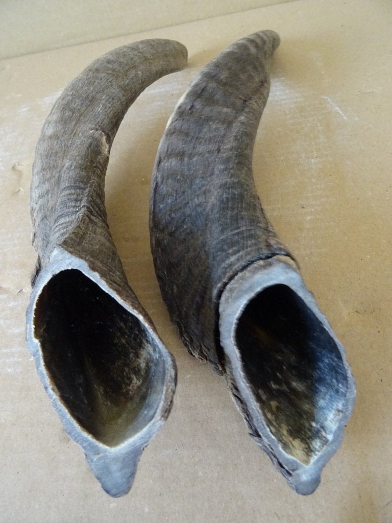Curiosa collectie hoorns 28cm en kleine hoorns 9cm-13cm, Ophalen of Verzenden