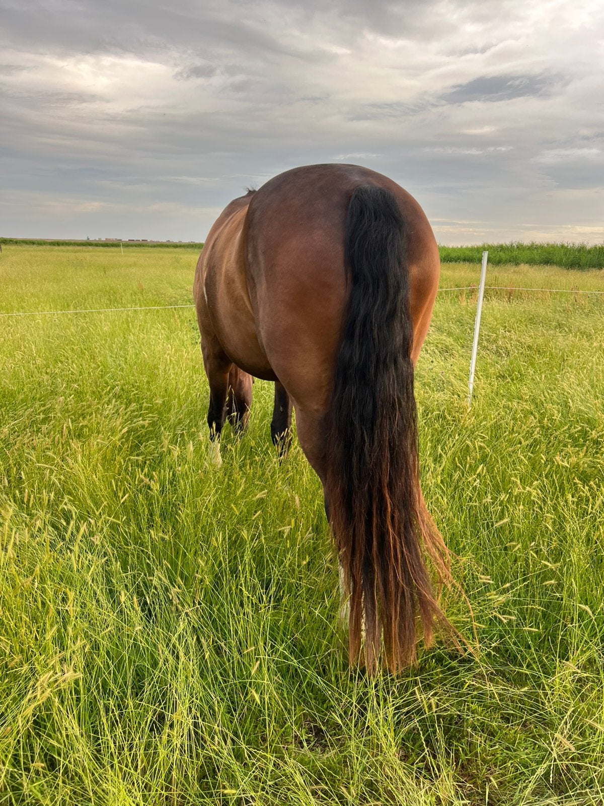 Per direct grote paardenbox te huur op het mooie Marken, Dieren en Toebehoren, Weidegang, 4 paarden of pony's of meer