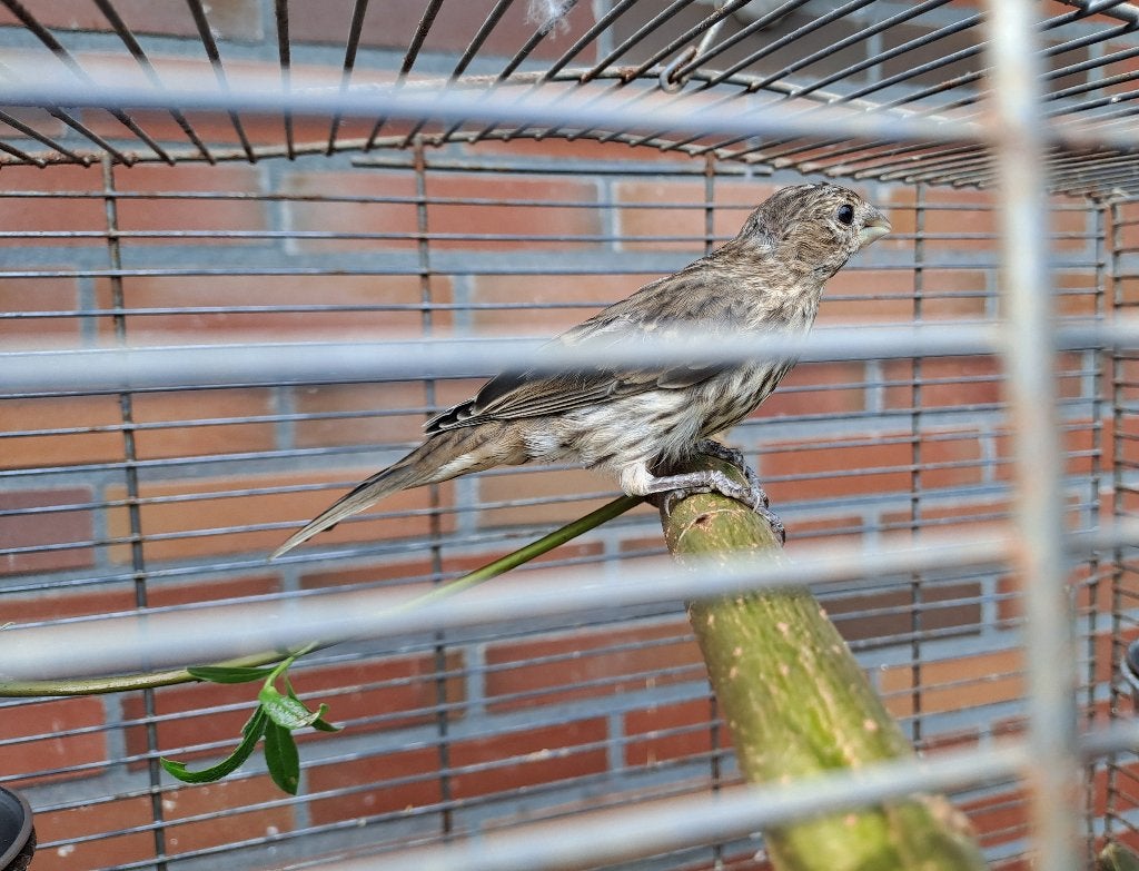 jonge mexicaanse roodmussen, Meerdere dieren, Wildzangvogel
