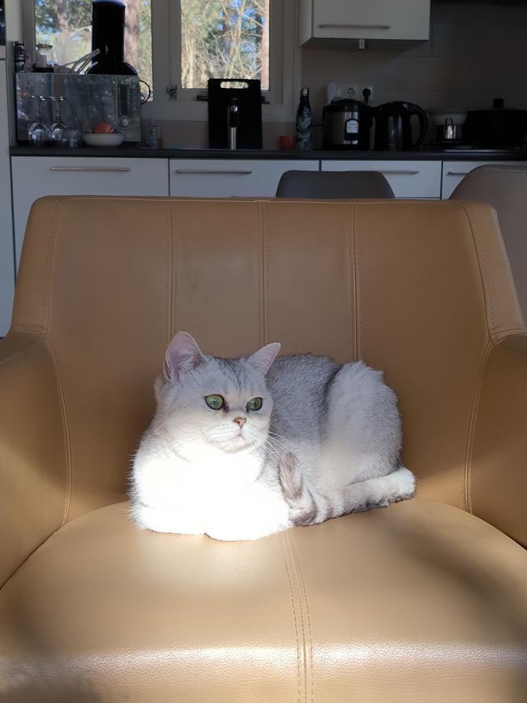 Britse korthaar silver shaded, Dieren en Toebehoren, 3 tot 5 jaar