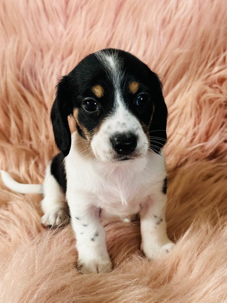 Teckel pups Kaninchen, Kaninchen, 8 tot 15 weken, Parvo, Meerdere